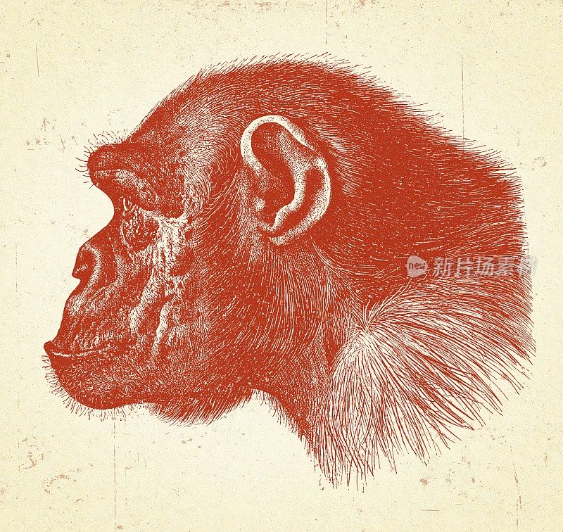 黑猩猩的侧面图