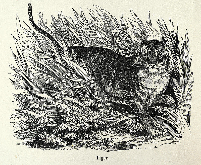 古董老虎插图,19世纪