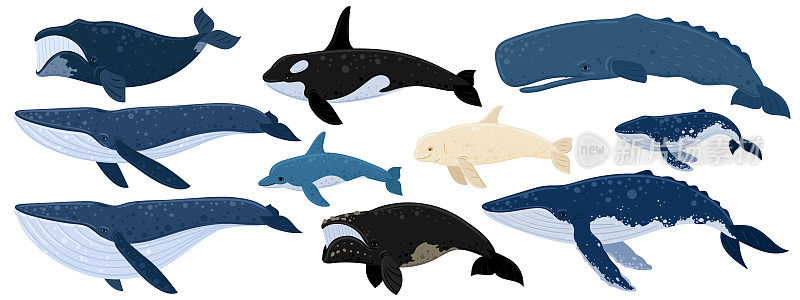 一组卡通鲸鱼。白鲸、虎鲸、座头鲸、抹香鲸、蓝鲸、海豚、北极露脊鲸、抹香鲸。水下世界，海洋生物。矢量插图的鲸鱼。