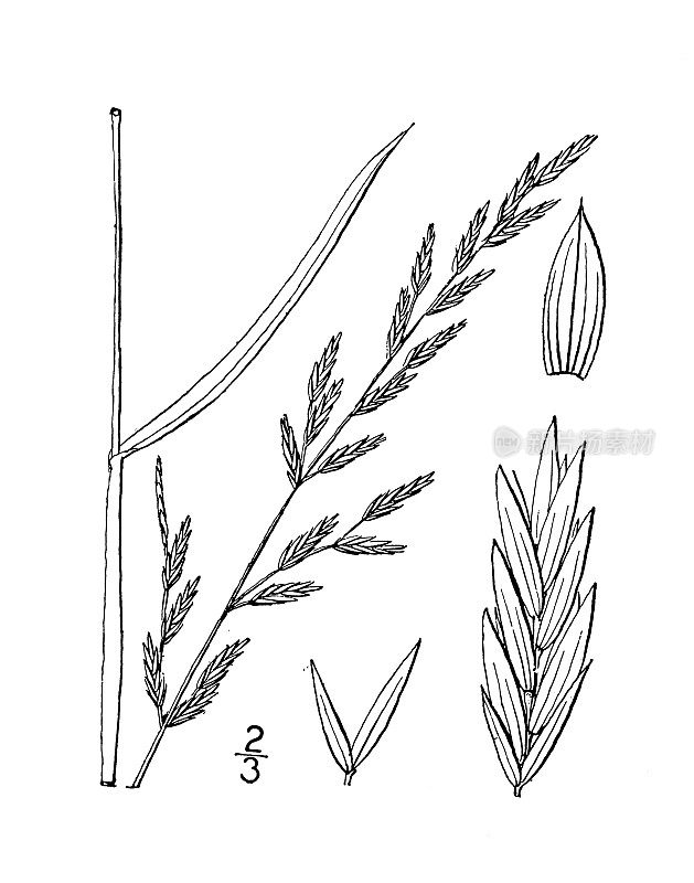 古植物学植物插图:羊茅，高羊茅草