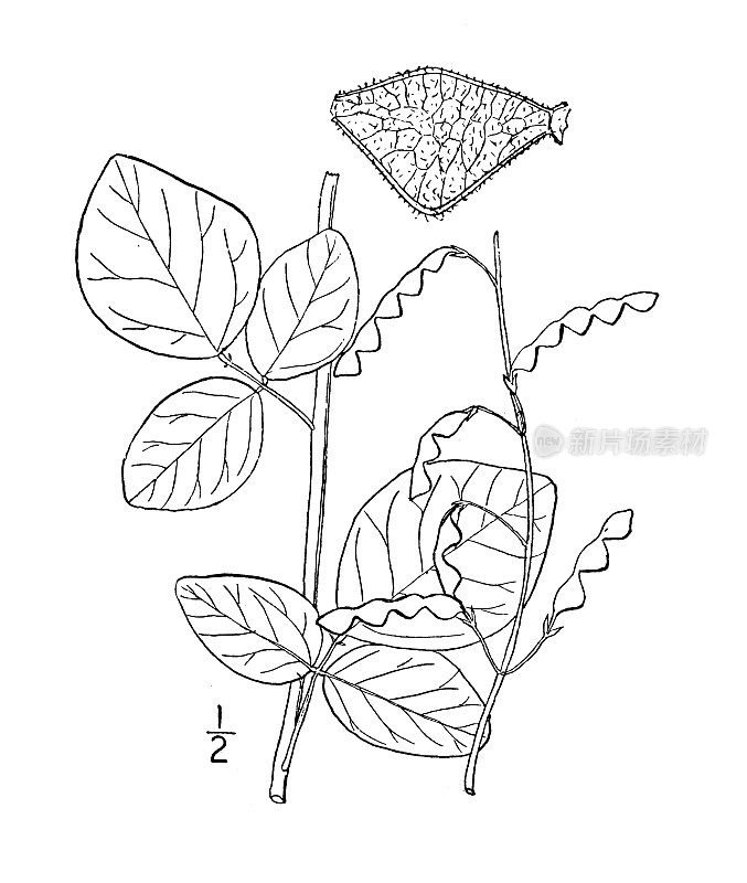 古植物学植物插图:眉间盖，尾蜱三叶