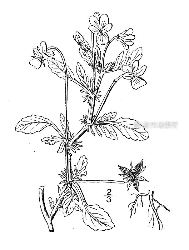 古植物学植物插图:三色堇菜，三色堇