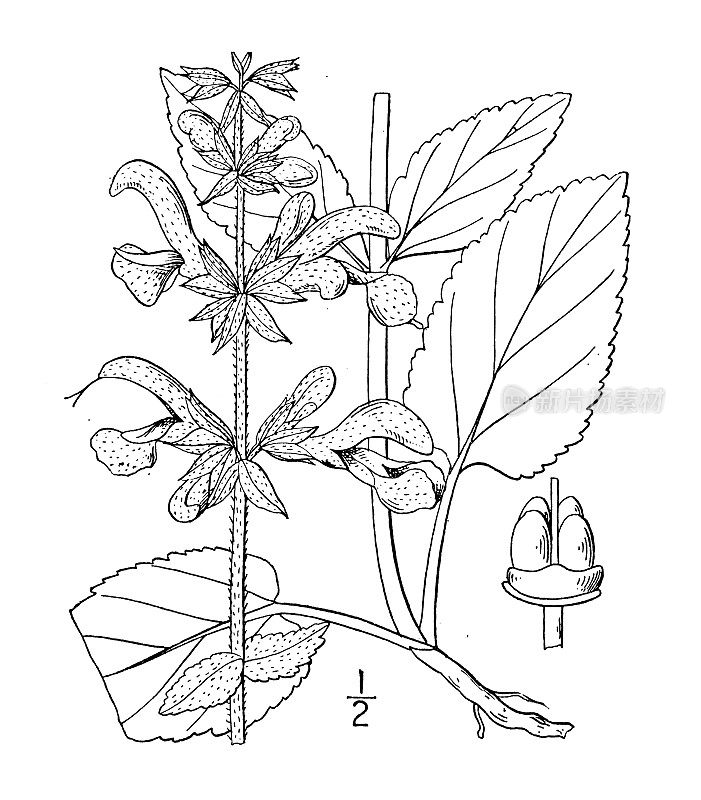 古植物学植物插图:鼠尾草，草地鼠尾草