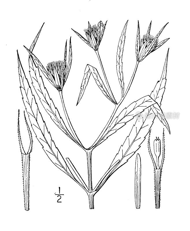 古植物学植物插图:鬼针草，沼泽乞丐蜱