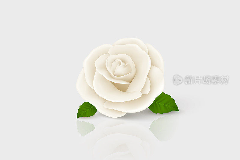 矢量3d现实白花玫瑰特写孤立在白色上。玫瑰花蕾设计模板。背景与装饰玫瑰。玫瑰花的设计模板，剪纸艺术