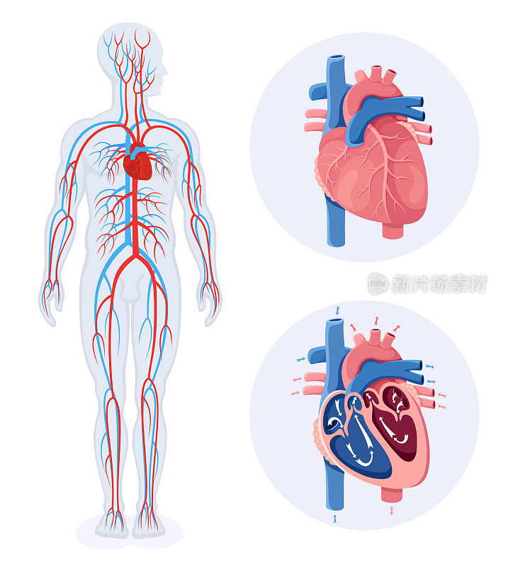 循环系统。人体循环系统示意图。男性的身体。