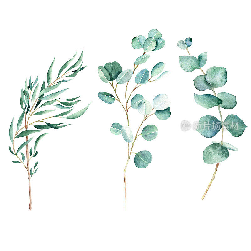 绿色桉树枝套装。柳树，银元，真正的蓝色孤立在白色的背景。水彩手绘植物插图。是否可用于贺卡，海报，婚礼和婴儿送礼会导航，标志和花卉设计
