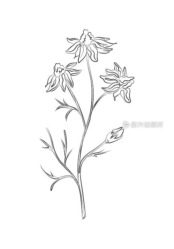 线条画紫锥菊花蕾，黑色素描。植物与叶子一行插图。极简主义的打印。草画。