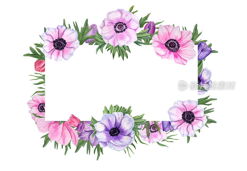 水平框架与白色背景上孤立的海葵。水彩花卉插图情人节，婚礼，生日，母亲节卡片，邀请模板