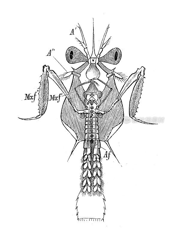 古代生物动物学图像:阿里马幼虫