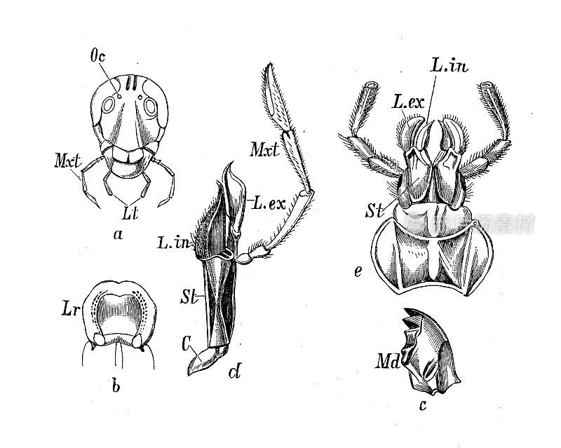 古董生物动物学图像:蟑螂