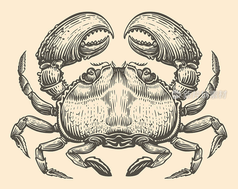 蟹手绘雕版风格素描。动物矢量图