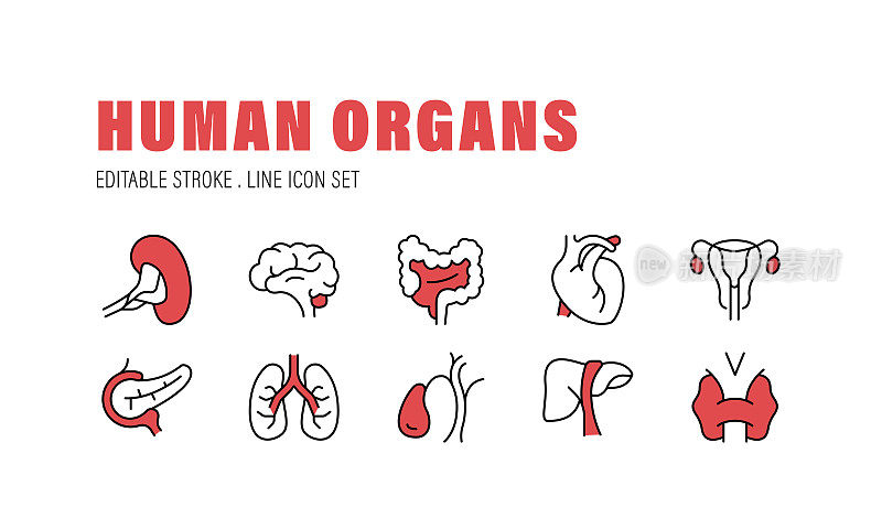 人体器官，大脑，心脏，肾脏，肺，器官图标