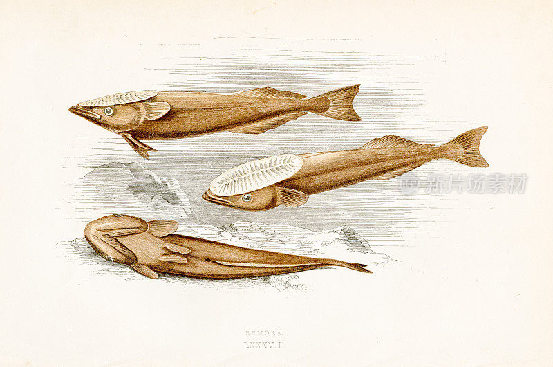 ?鱼-彩色印刷木版1877