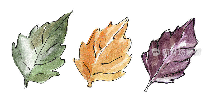 一套三片秋叶，用黑色马克笔勾勒出紫色、绿色和赭石色。