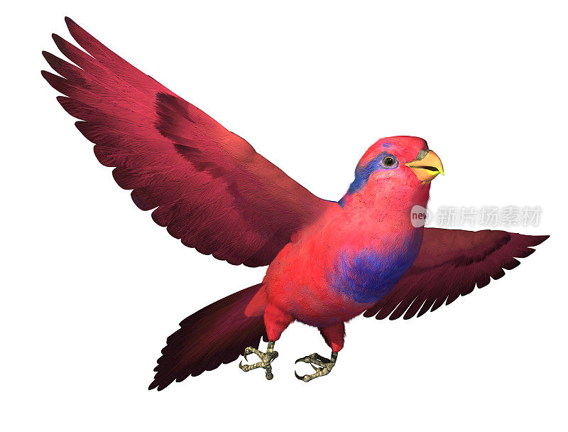 红蓝鹦鹉在飞翔