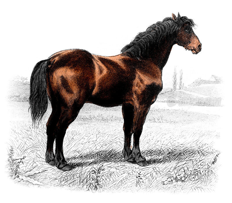 19世纪的彩色雕刻，佩尔舍龙役用马