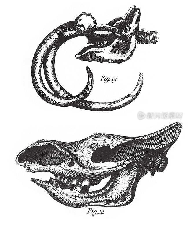 《第三纪化石》，化石和骨骼雕刻古董插图，1851年出版