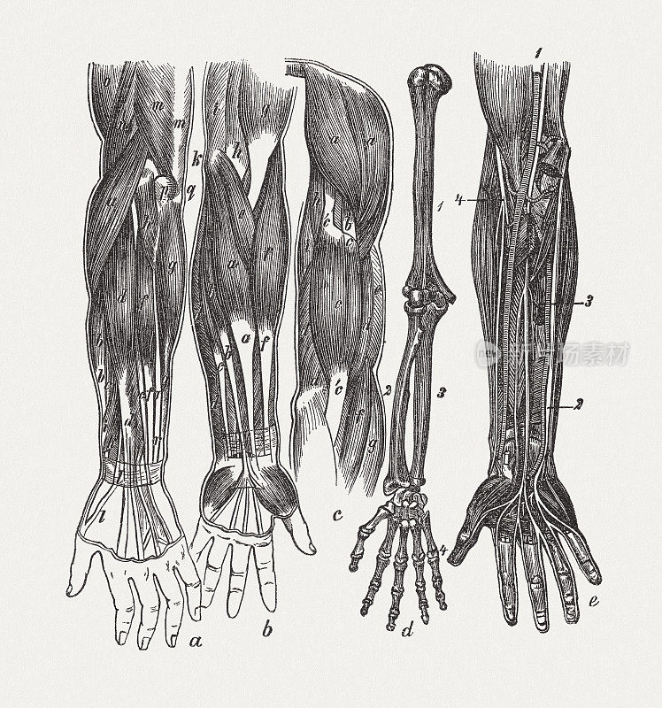 人体手臂和手部解剖，木刻，出版于1893年