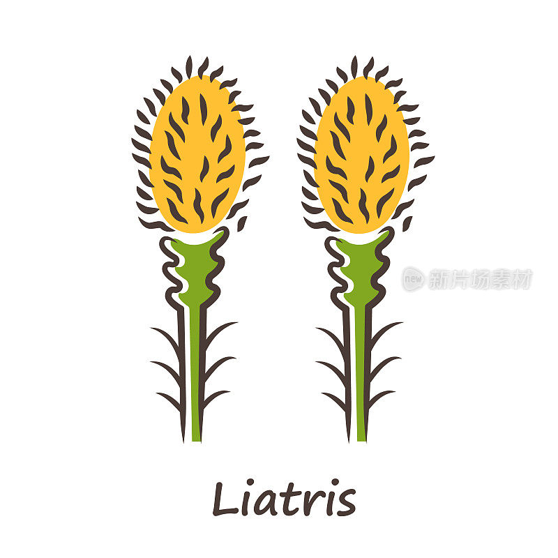Liatris黄色图标。炽热的星星绽放着题名的花朵。矮基羽花园植物。Spicata小鬼花序。野花。春天开花。孤立的矢量图