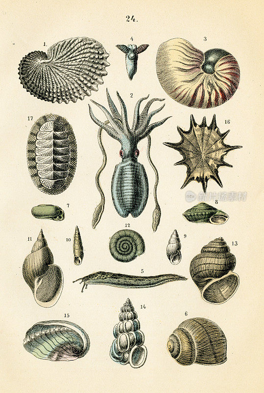 海螺、腹足类、鱿鱼雕刻1872年