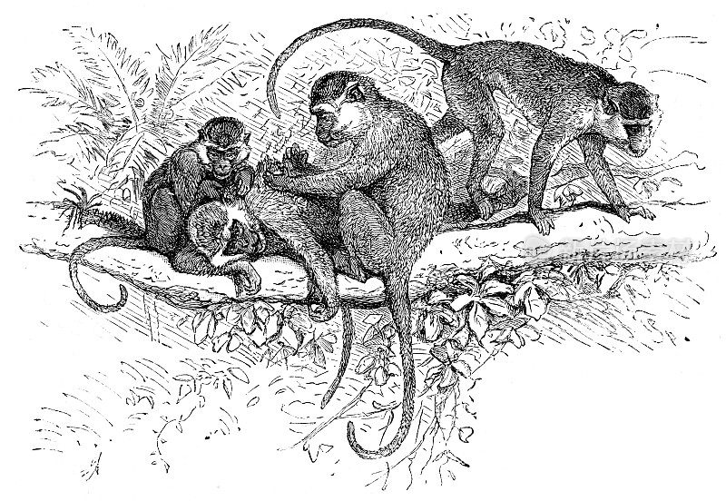 猴家族版画1899