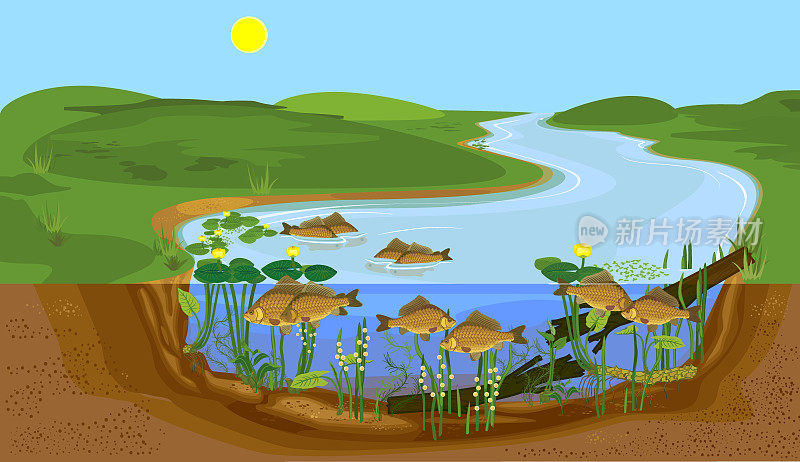 分层池塘景观与鲤鱼在产卵期间。自然栖息的淡水鱼