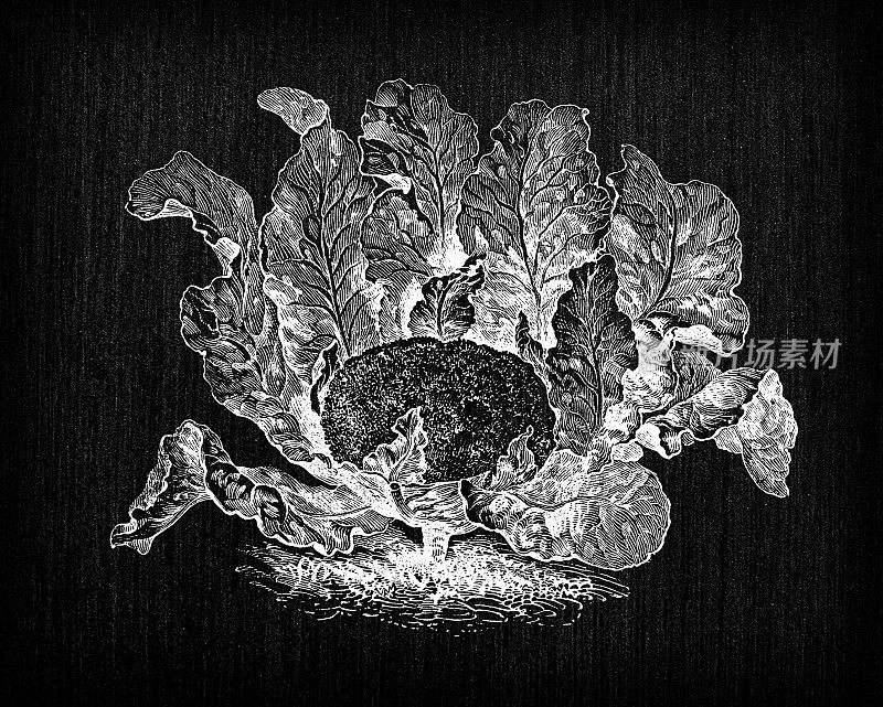 植物学蔬菜植物古董雕刻插图:莱诺曼花椰菜