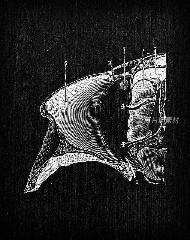 人体解剖骨骼古玩插图，头骨:眼眶