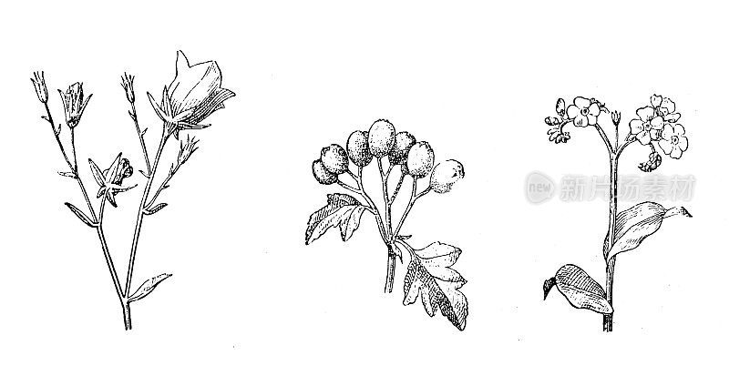 古董插图:花序类型，风铃，五月树(山楂)，密索草