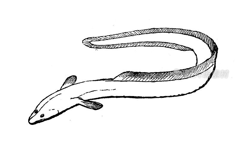 古董插图:鱼翅，鳗鱼