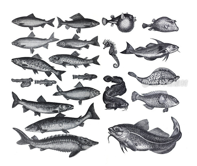 许多不同的鱼类收集，如鲑鱼，鱼，白鱼和海鳟鱼。从古老的古董手绘插图。