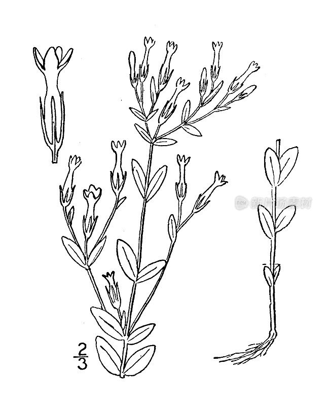 古董植物学植物插图:红斑pulchella，分支世纪