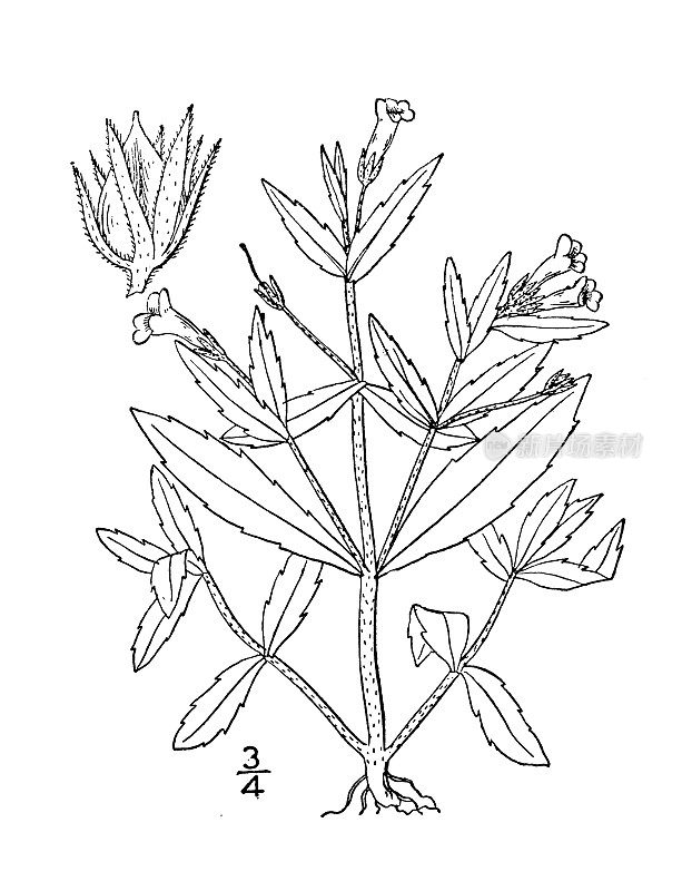 古植物学植物插图:葛莱西奥拉弗吉尼亚，粘绵篱牛膝草