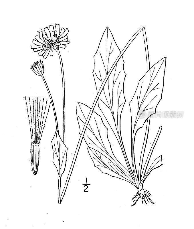 古董植物学植物插图:弗吉尼亚，弗吉尼亚山羊胡子