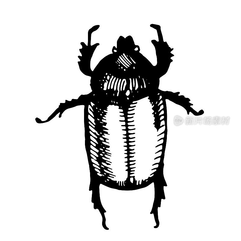 层状科甲虫的布氏亚科。矢量图。自然的自然，美丽的甲虫，生态。白色和黑色的背景