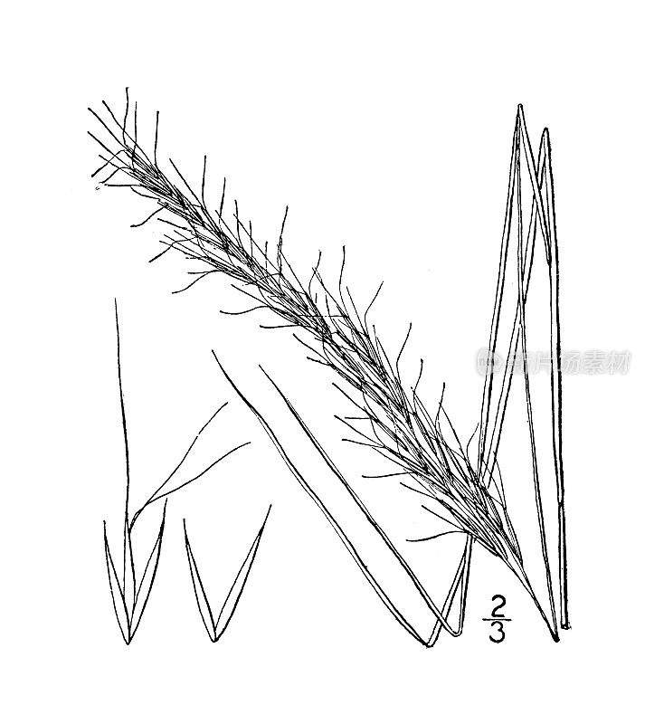 仿古植物学植物插图:垂尾螺，直立螺