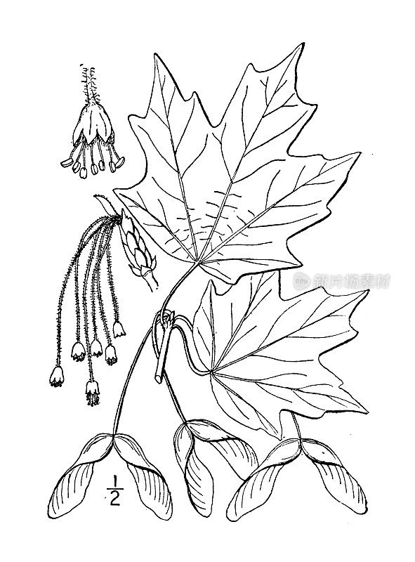 古董植物学植物插图:槭糖、糖枫