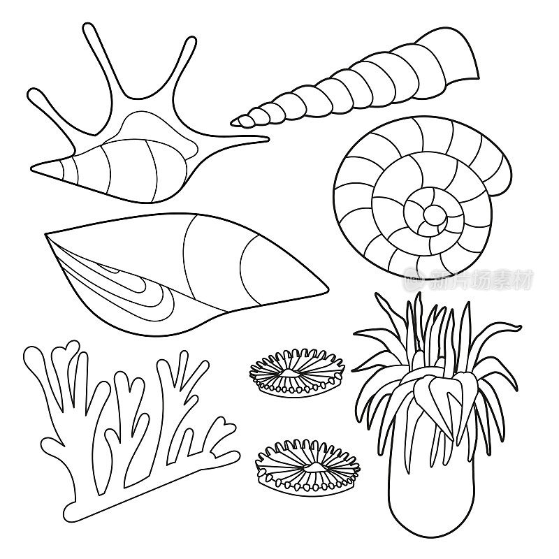 套海贝壳，海葵，珊瑚礁珊瑚
