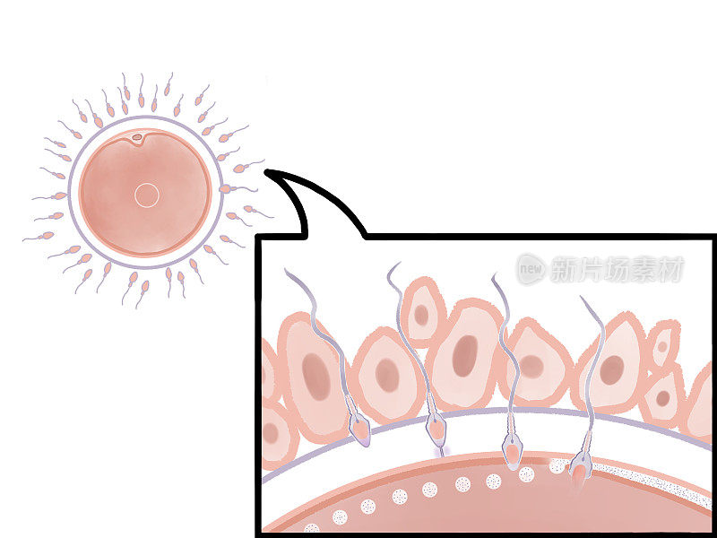 受精:人体内的受精过程