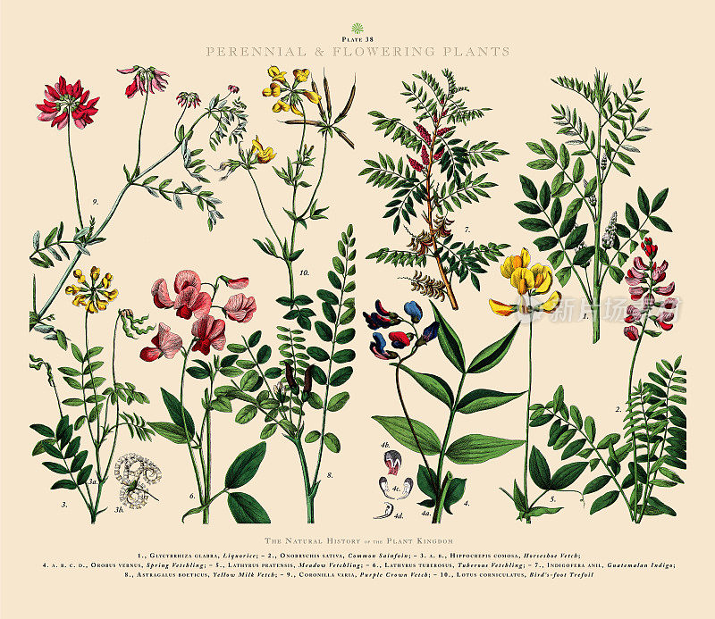 多年生和开花植物，植物王国，维多利亚植物插图，大约1853年