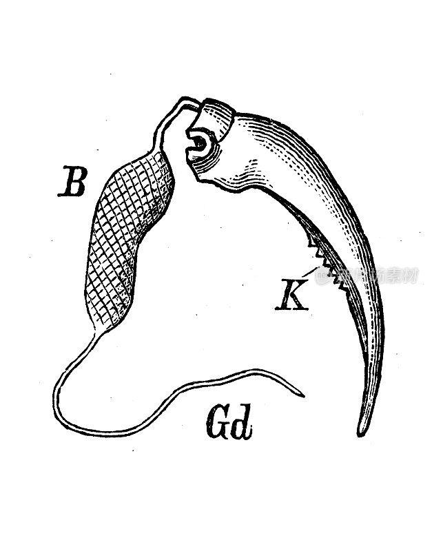 古代生物动物学图像:Mygale