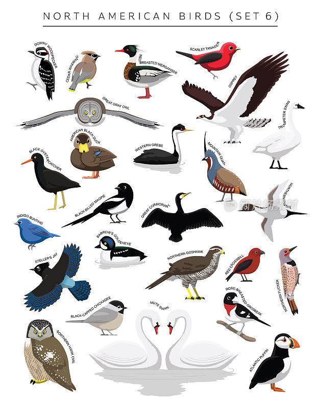 北美鸟类集卡通矢量字符6