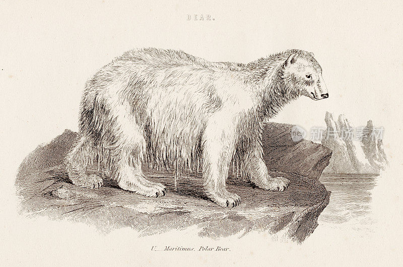 北极熊雕刻1851年