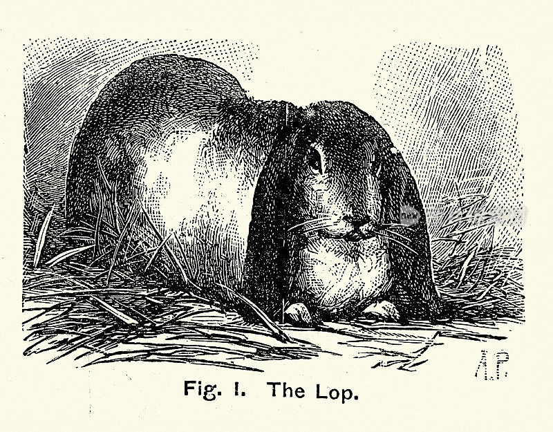 耷拉兔或耷拉耳兔，复古插图，19世纪维多利亚时代