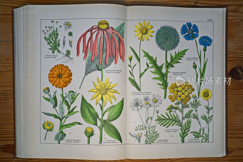 古董植物石版画书板，第XLIV号(44)。德国慕尼黑。