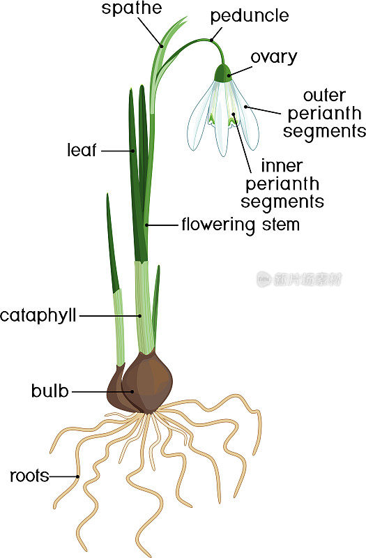 部分的植物。雪花莲或普通雪花莲的形态，绿叶，白色花，根系和标题孤立在白色背景上