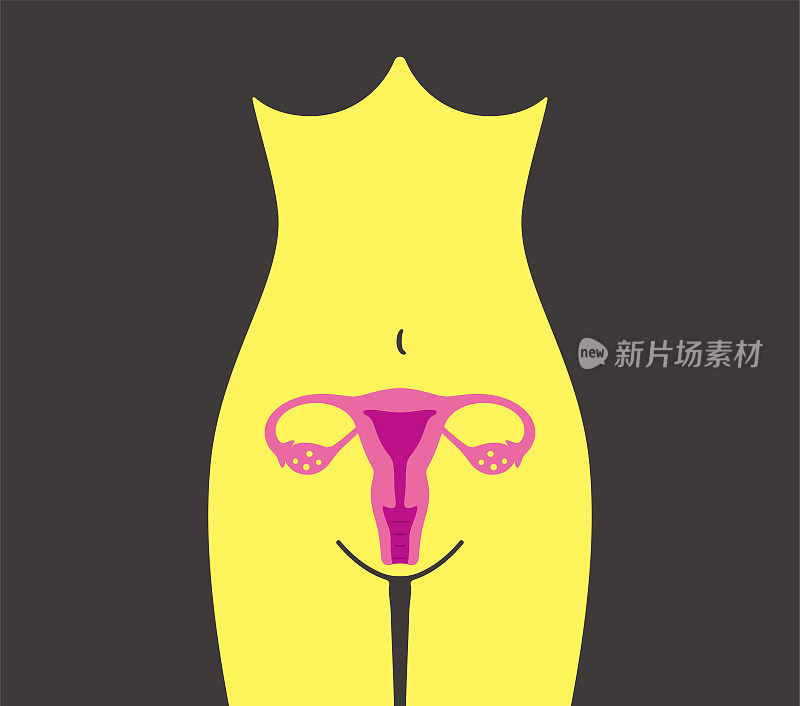 女性器官子宫，矢量图