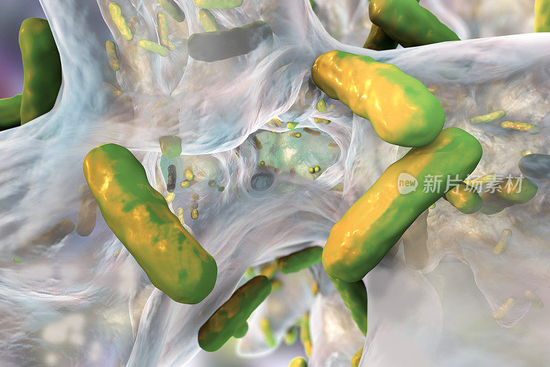 耐药细菌铜绿假单胞菌的生物膜