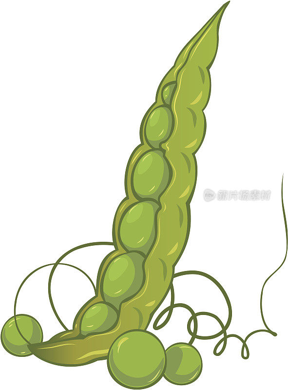 绿色野豌豆